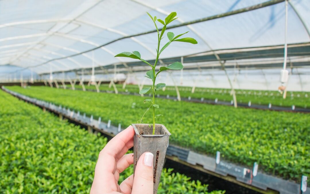 Choosing the correct rootstock