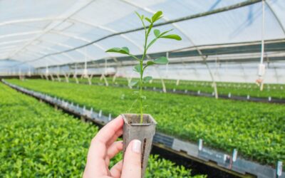Choosing the correct rootstock