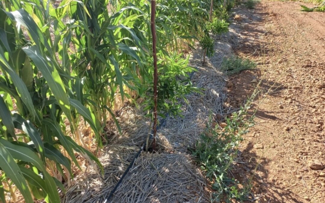 Q&A with a citrus grower on wind break successes