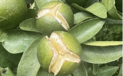 Understanding citrus fruit splitting – and what you can do about it