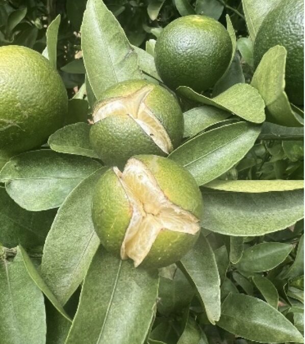 Understanding citrus fruit splitting – and what you can do about it