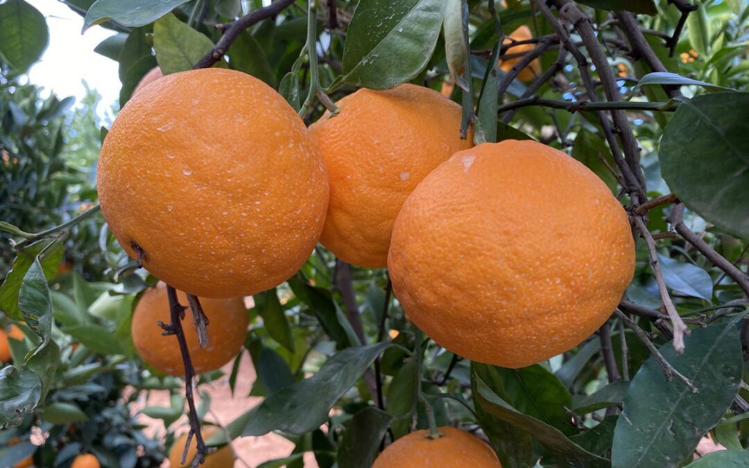 How to plant your new citrus orchard