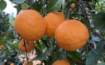 How to plant your new citrus orchard