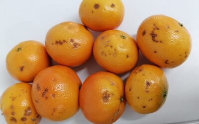 Nutrition and rind physiology – what you need to know