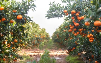 Alternate bearing in citrus – can it be managed?